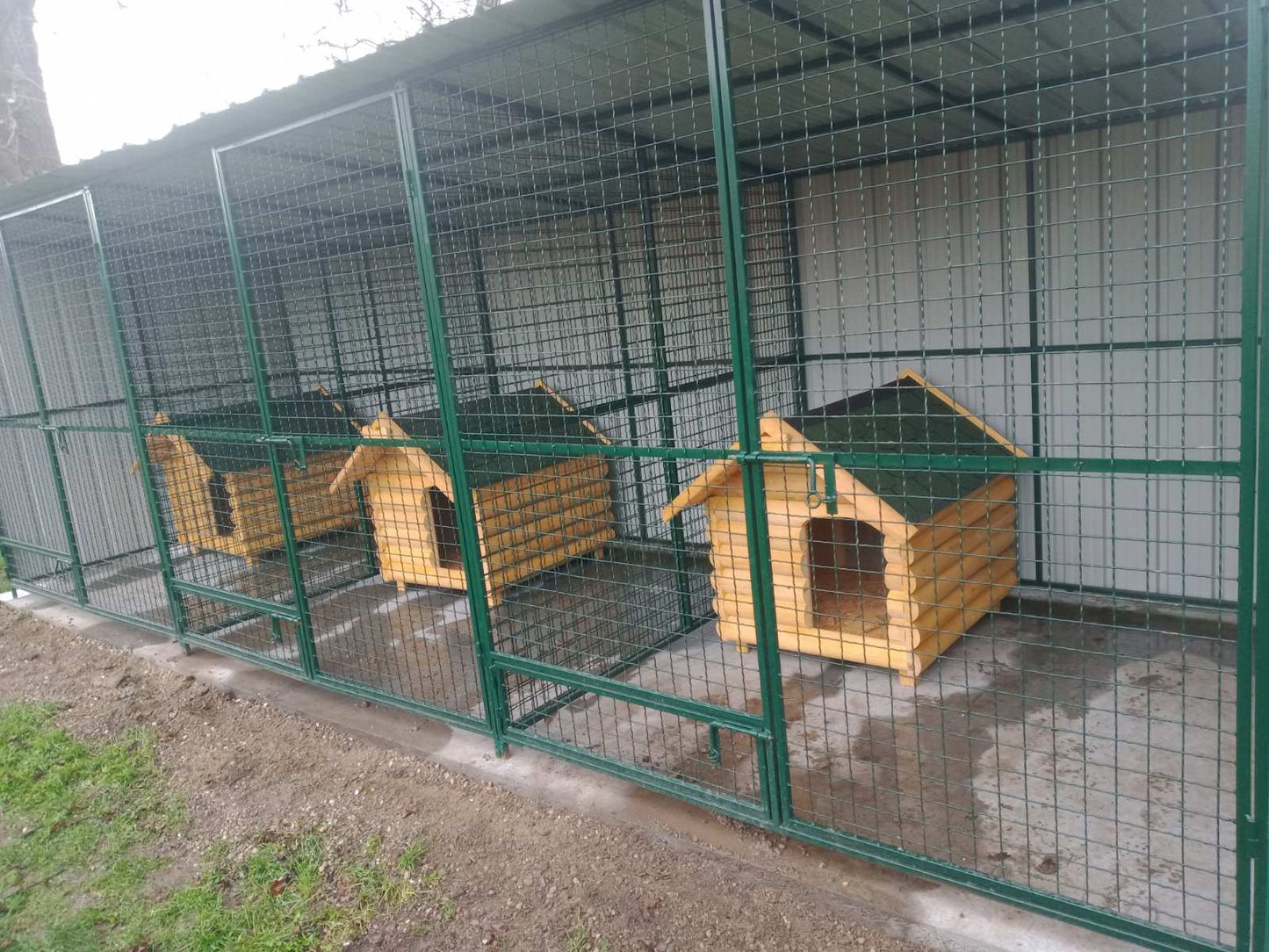 CEZAR 60x50 (Terijer)